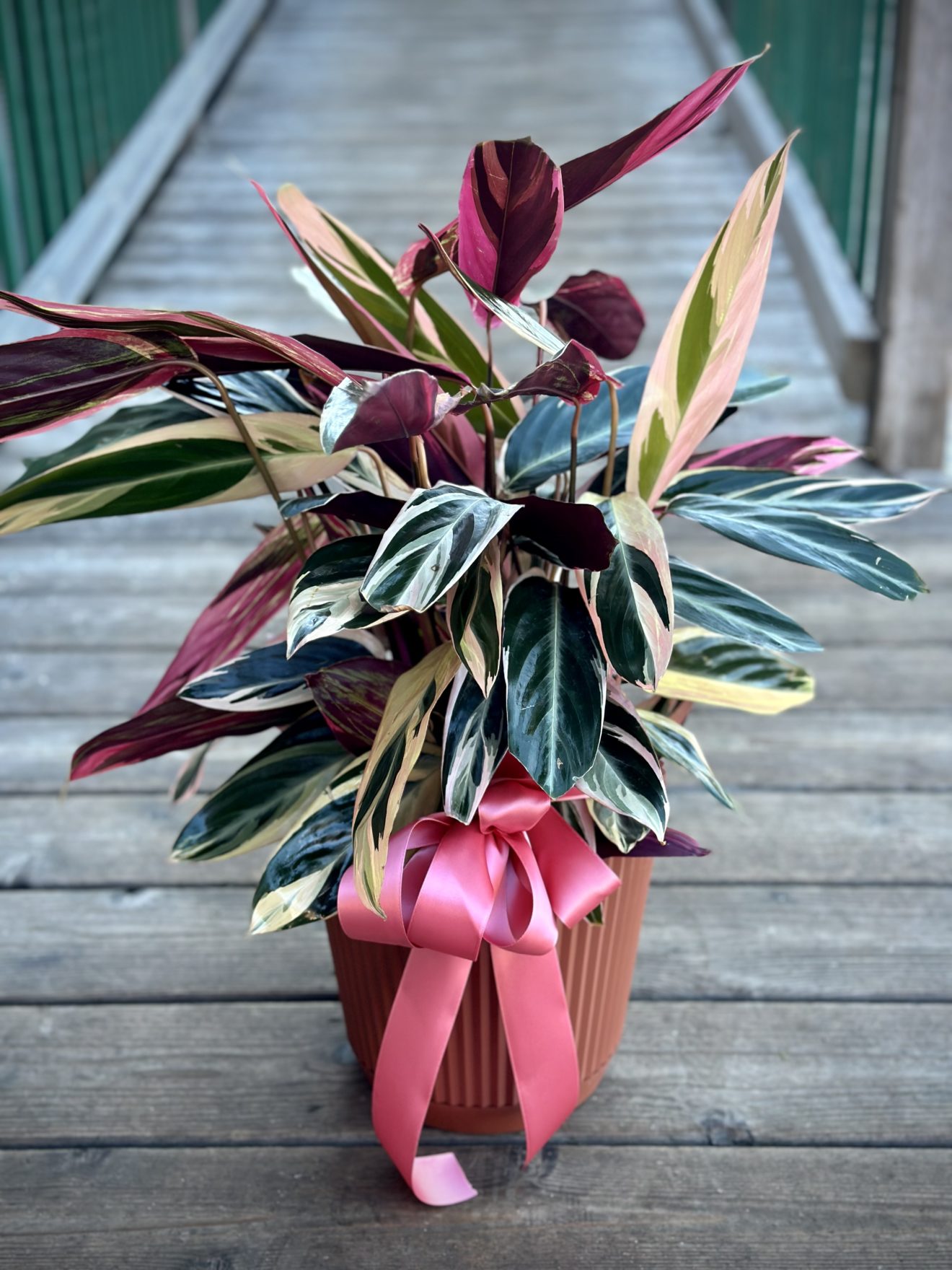 Sympathy Plant • Bella Rosa Market