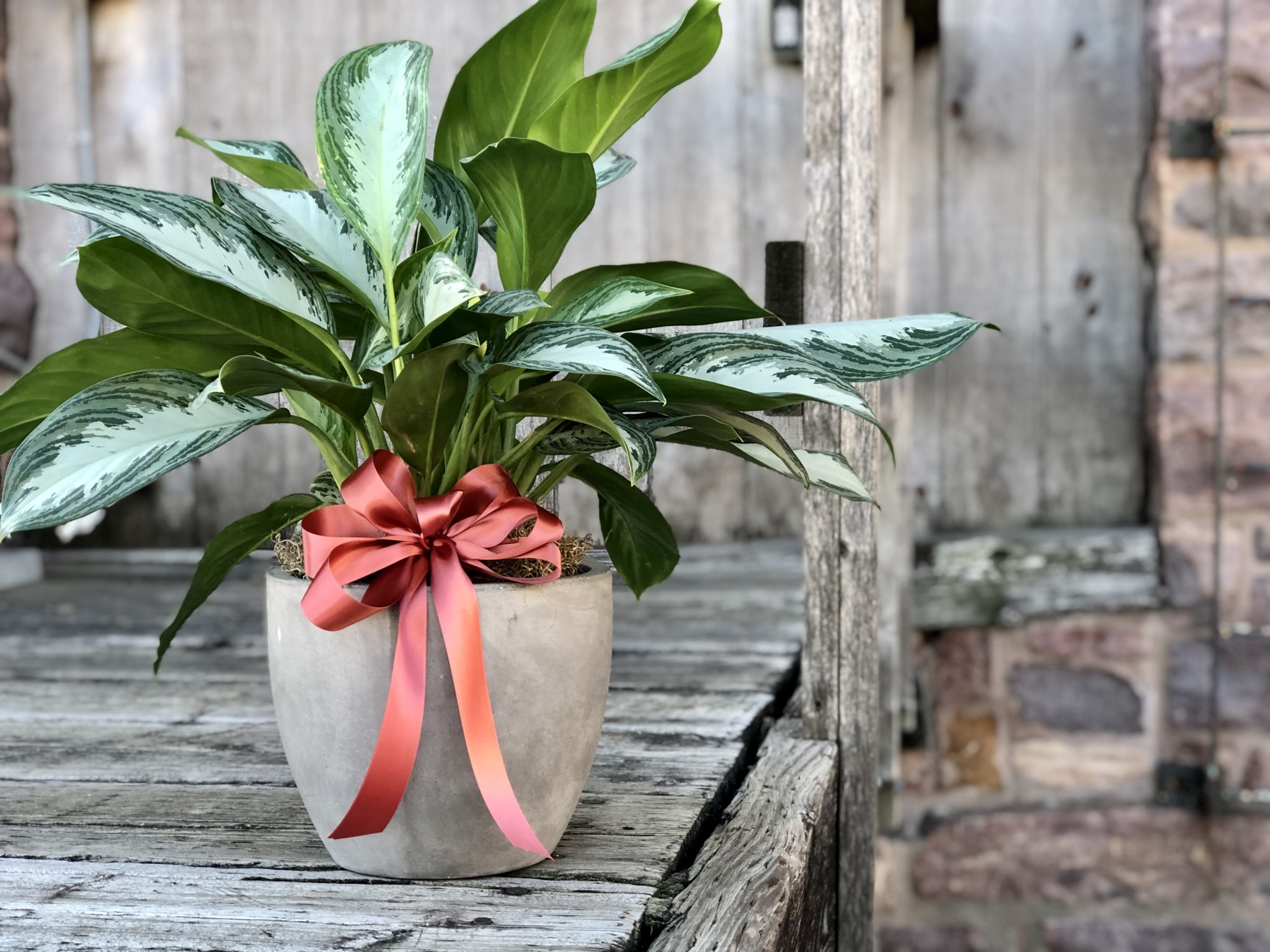 Sympathy Plant • Bella Rosa Market