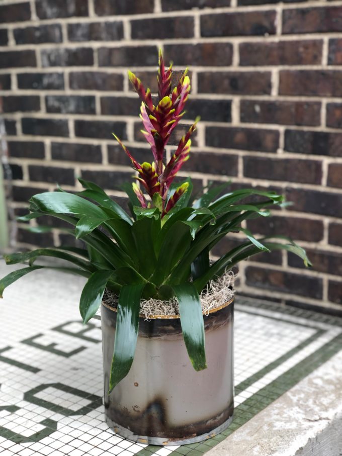 Sympathy Plants - Image 5