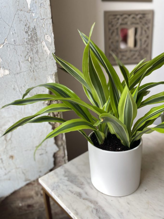 Sympathy Plants - Image 7