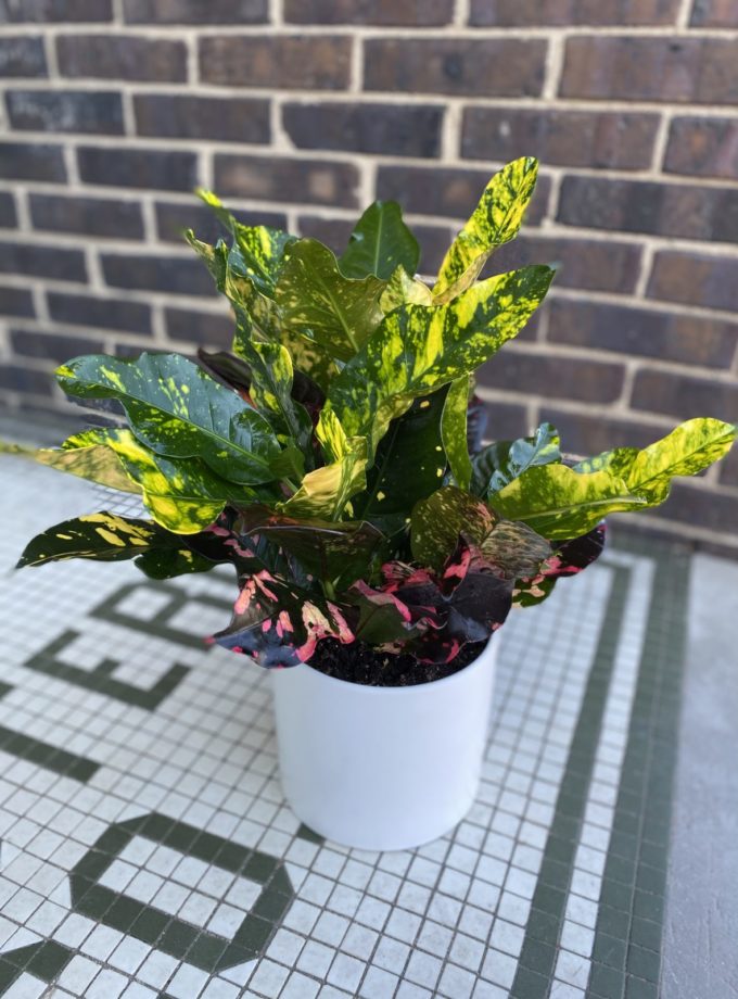 Sympathy Plants - Image 3