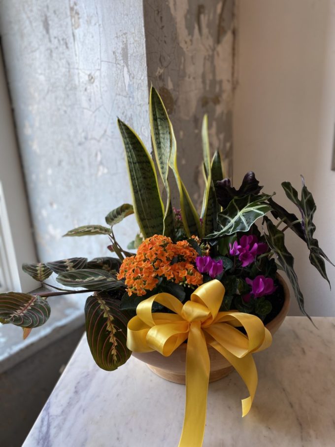 Sympathy Plants - Image 10