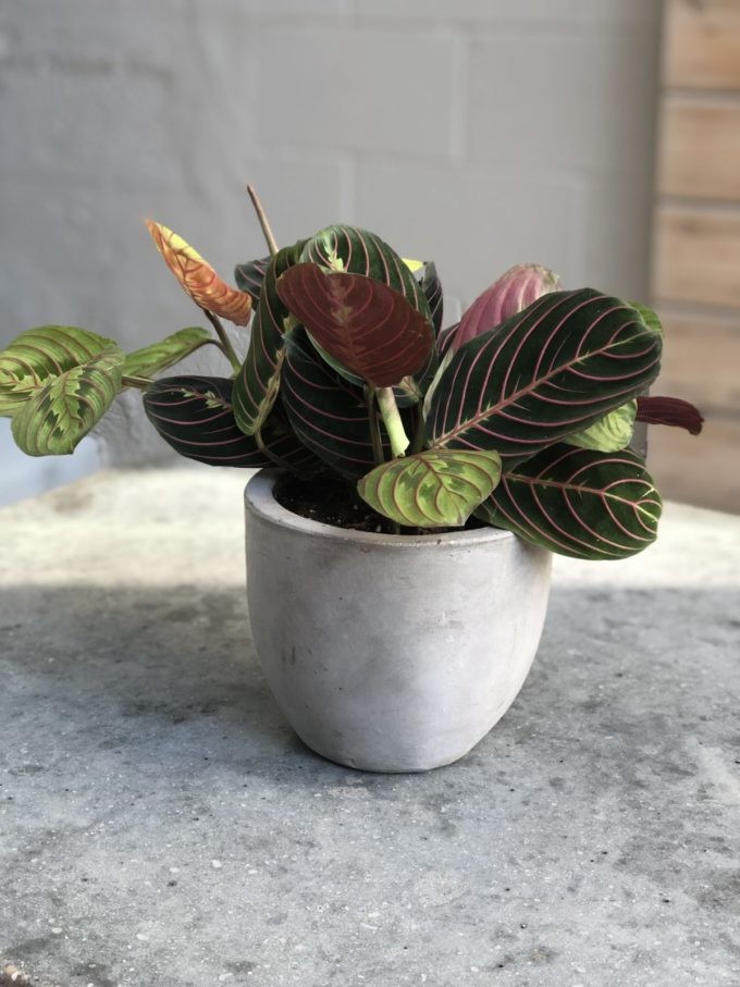 Sympathy Plants - Image 9