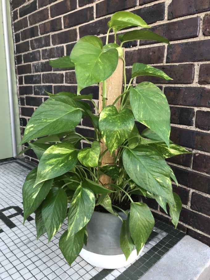 Sympathy Plants - Image 12
