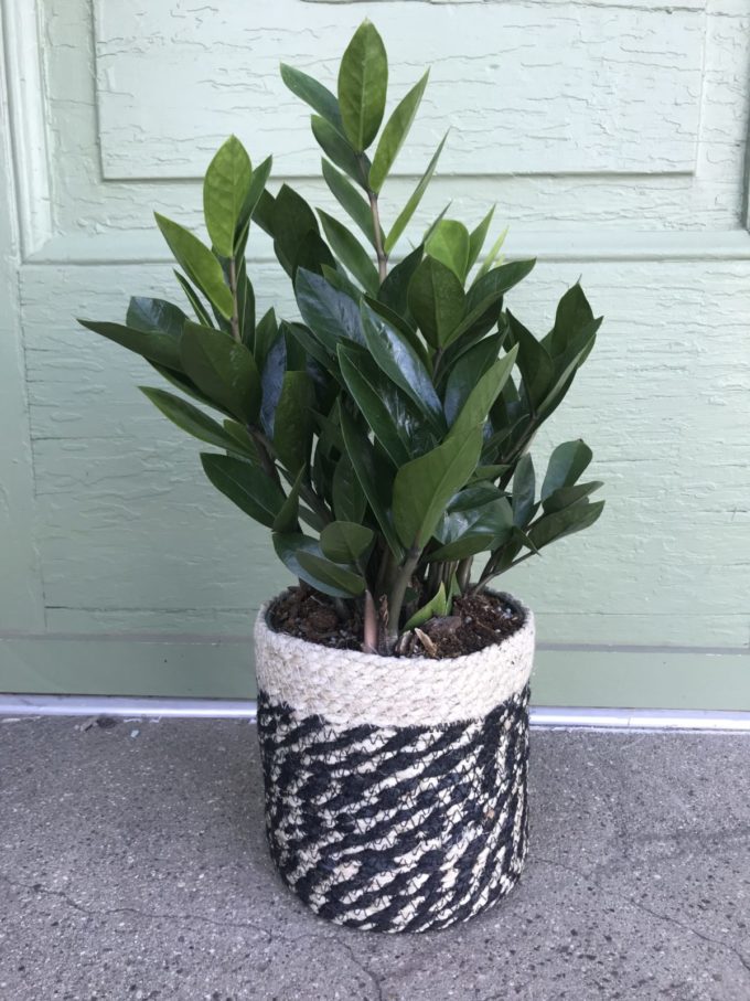 Sympathy Plants - Image 11