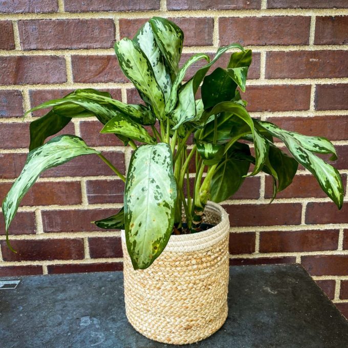 Sympathy Plants - Image 4