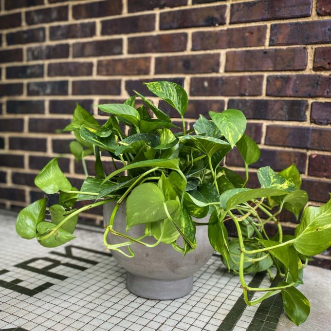 Sympathy Plants - Image 8