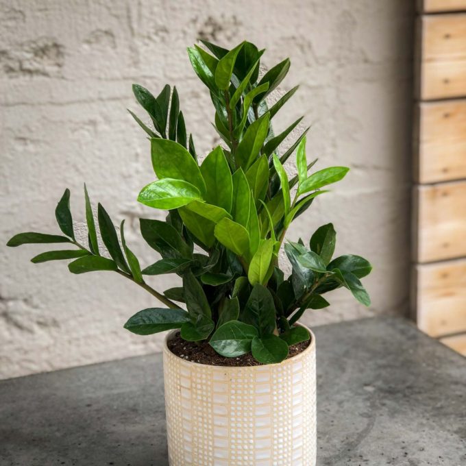 Sympathy Plants - Image 2