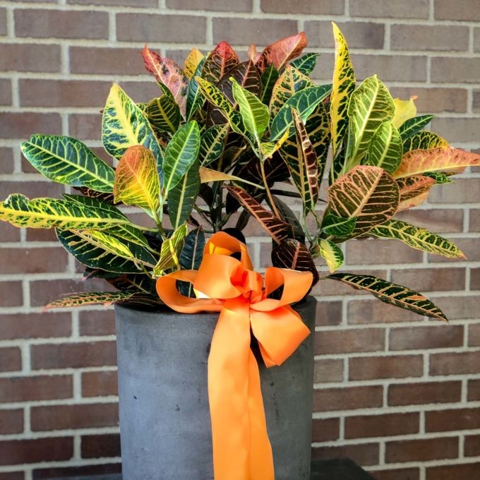 Sympathy Plants - Image 6